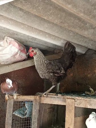 દેશી  મુરઘી વેચવાની છે