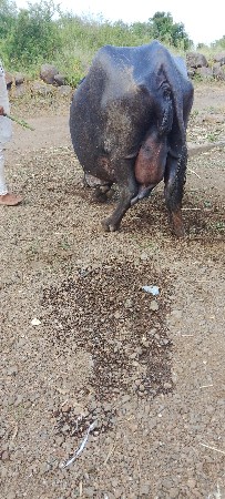 ચોથું વેતર