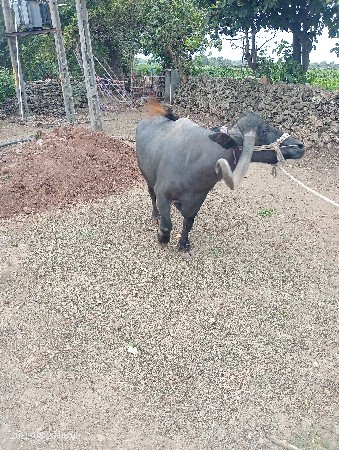 ભેંસ વેચવાની છે