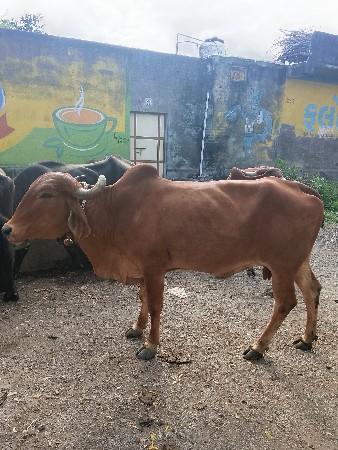 ત્રીજું વેતર