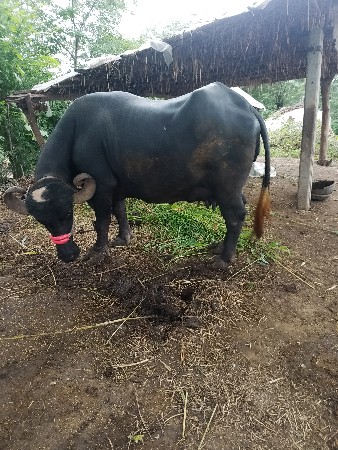 ભેસ