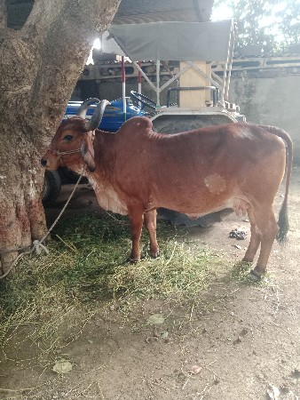 ગાયદેવાનીછેમફતછે
પાચમનયાગાભણીછે