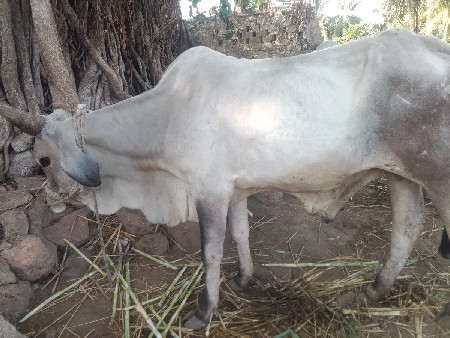 ગોઢલા વેચવાના છે
