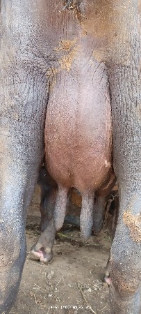 આ ભેંસ વેચવાની છે