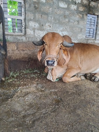 ગાય