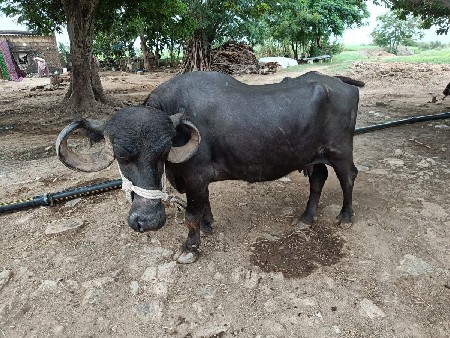 ભૈંસ બેચવાની છે