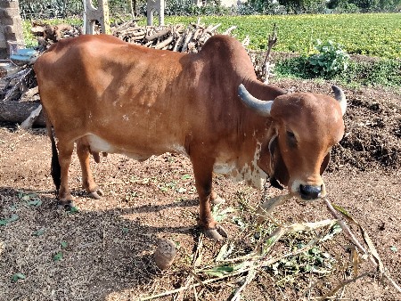 ગીર ગાય વેચવાની છે