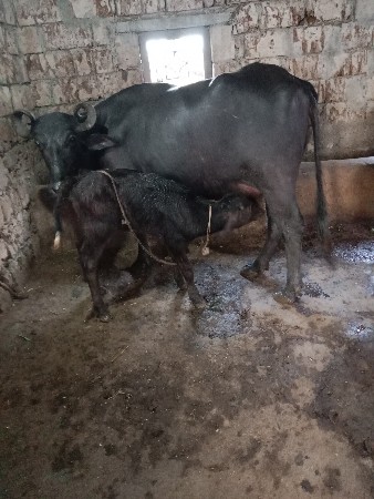 બે ભેંસ વેચવાનું છે