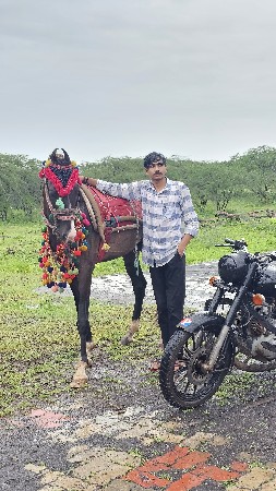 ઘોડો કિંમત 58
ઉમર 4.5
ગજુ 58+