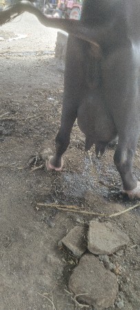 ભેંસ વેચવાની છે