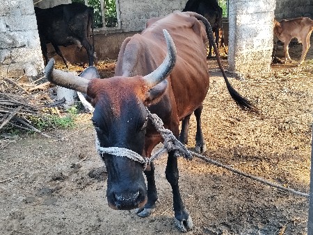 વેસવાનીસે