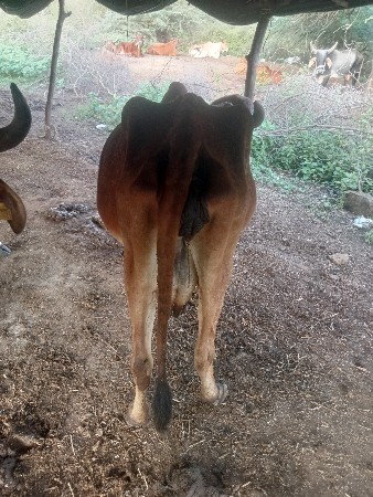 ગાય.વેસવાનીસે