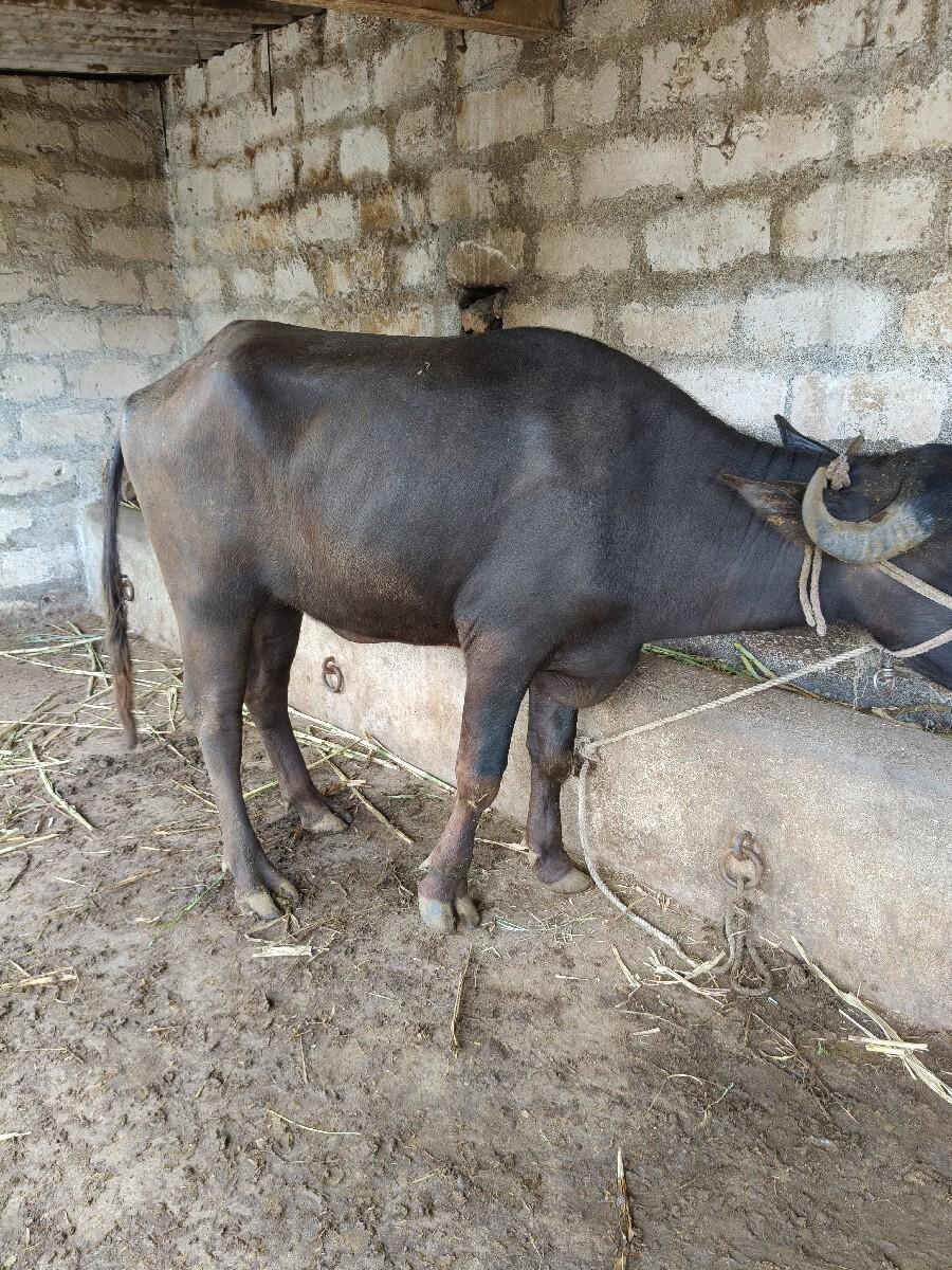ખડેલી બેસવાની સે