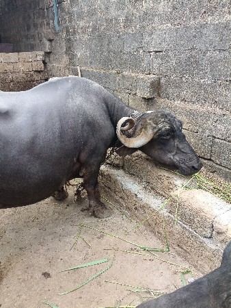 ભેંસ વેચવાની છે