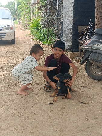 ડોબરમેન કુતરી વેચવા ની છે
