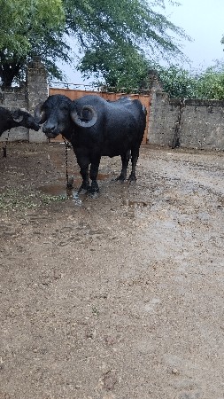 બીજુ