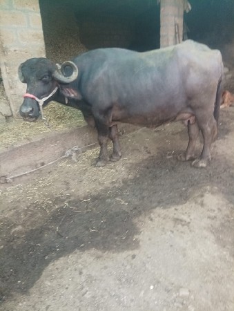 ભેંસ વેચવાની છે