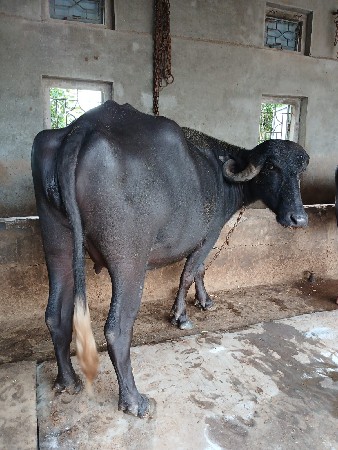 ભેંસ વેચવાની છે.