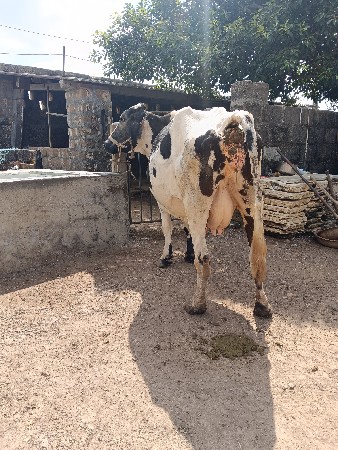 ગાય વેશવાની છે