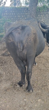 ભેસવેચવાનિછેબિજુવેતર.બેદિનિ
