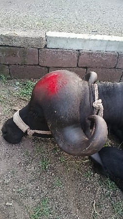 જાફરી ખડાય લેવાની