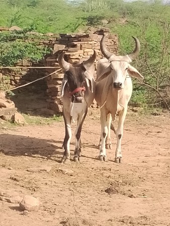 વઢીયારા ગોધલા,વેચવાના છે