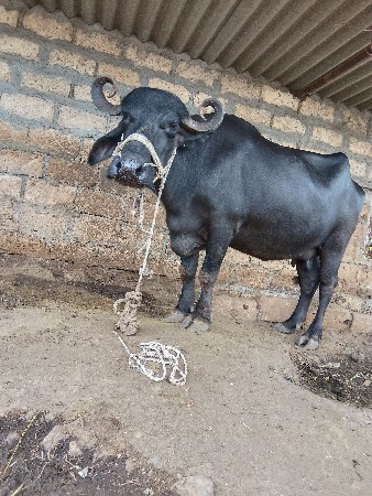 આ.   નંબરમાં. ફોપકરો9537398148