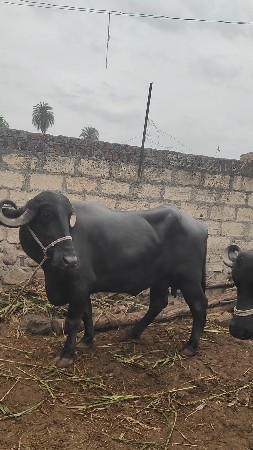 બીજું વેતર વ્યાલ