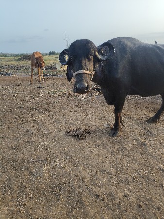 ભેંસ વેચવાની છે