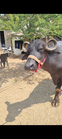 ખળેલી વેચવાની છે