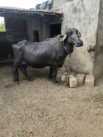 ભેંસ બેસવાની સે