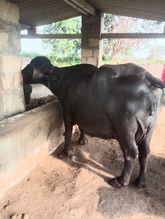 બિજૂવેતર