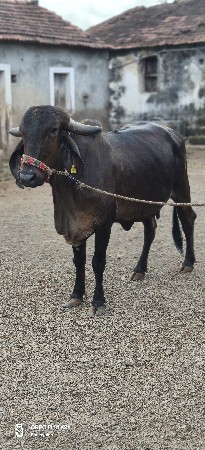 ગાય વેચવા ની છે