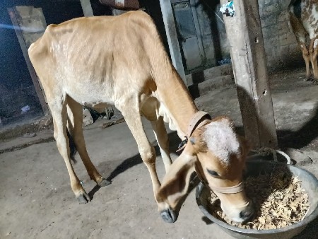 બે વાસળીયુ વેચવાનું છે