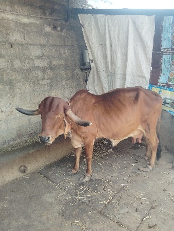 ગીર ગાય વેચવાની છે
