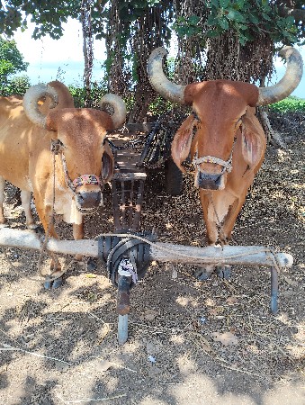 ચોથી ધરના બળદ છે દેવા છે