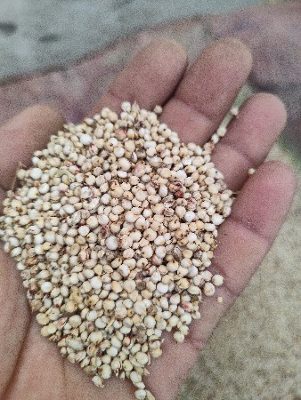 mithi juvar