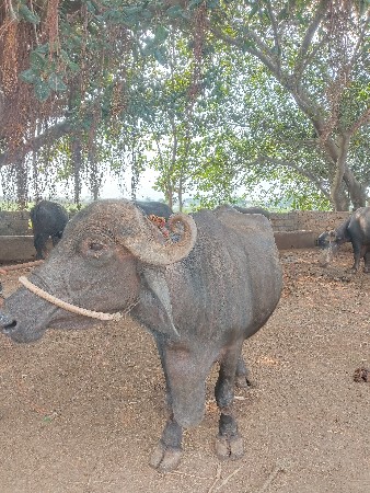 ભેંસ વેચવાની છે.