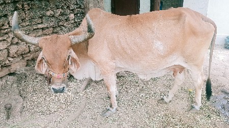 ગાય વેચવાની છે