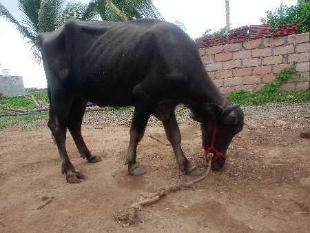 ખડેલો વેચવાનો છે