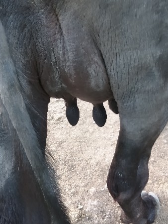 ભેંસ વેચવાની છે