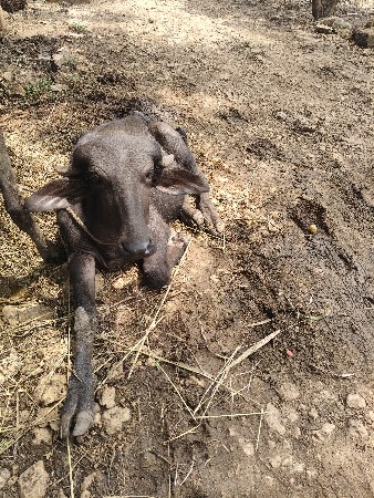 ગીર તાલારા