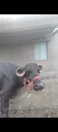 વેચવાની છે ૧૫૦૦૦૦