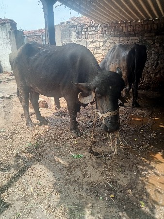 ભેંસ