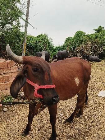 gay vechvani che