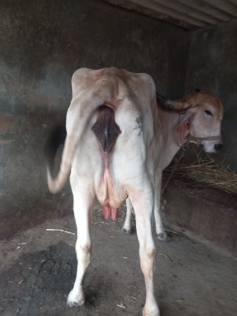 ગાય વેચવાની છે.