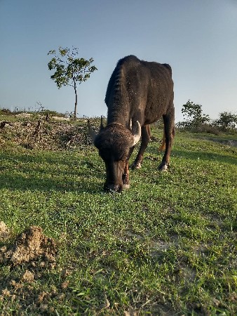 અઢી વરસની કારેલી વેચવાની છે