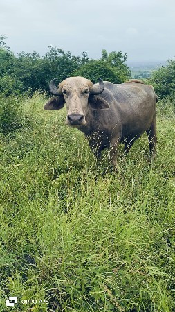 વેસવાની છે