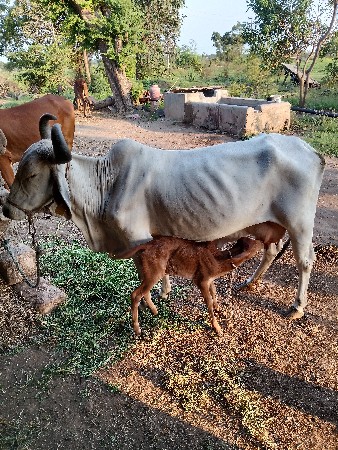 ગાય દેવાનિ છે તાજી વિયાગયલિ છે