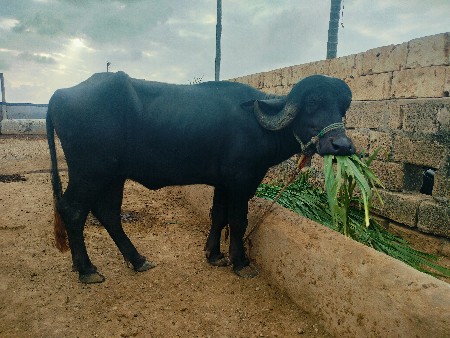 જાફરી પાડી વેચવાનિ છે